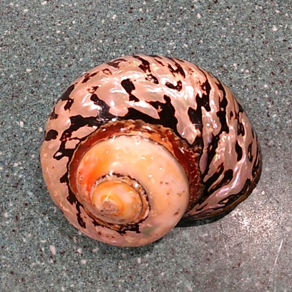 Other - Snail Shell